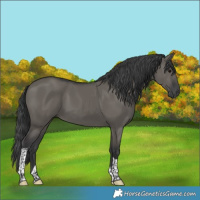 Horse Color:Grullo Tobiano 