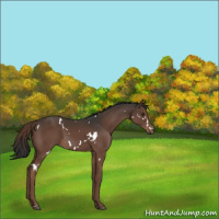 Horse Color:White Spotted Liver Chestnut Rabicano 