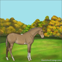 Horse Color:Chocolate Palomino Dun Tobiano 