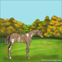Horse Color:White Spotted Chocolate Palomino Dun 