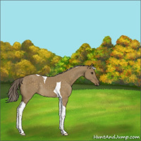 Horse Color:Chocolate Palomino Dun Tobiano Rabicano