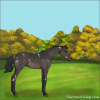 Horse Color:White Spotted Brown Rabicano 
