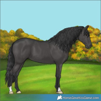 Horse Color:Black 