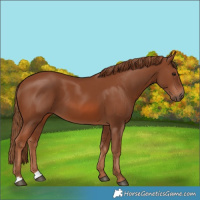 Horse Color:Chestnut 