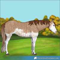 Horse Color:Red Dun Splash  and Red Dun Splash 