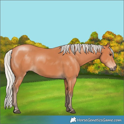 Horse Color:Silver Bay 