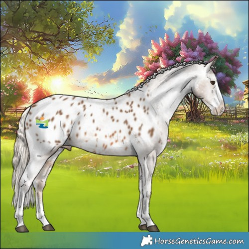 Horse Color:Chocolate Palomino Sabino Appaloosa 