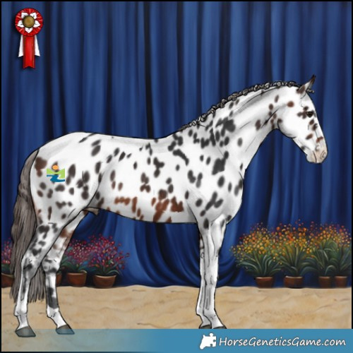 Horse Color:Brown Tobiano Appaloosa Rabicano 