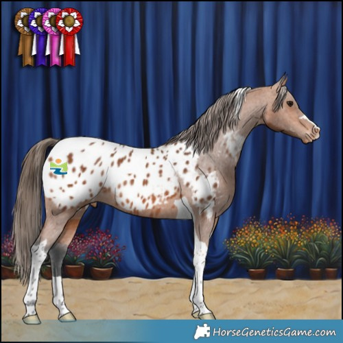Horse Color:Bay Tobiano Appaloosa Rabicano 