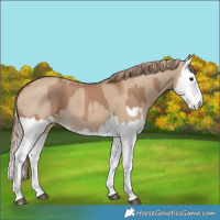 Horse Color:Red Dun Splash  and Red Dun Splash 