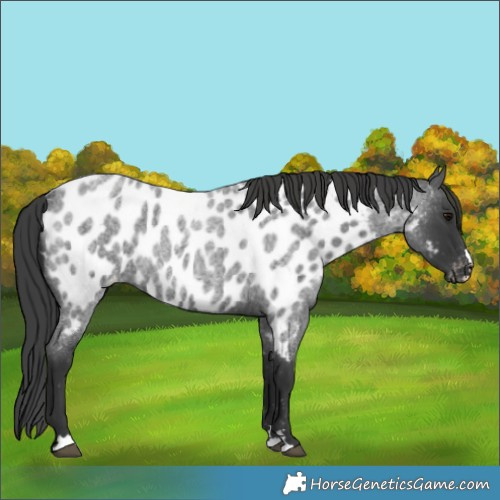 Horse Color:Blue Roan Appaloosa 