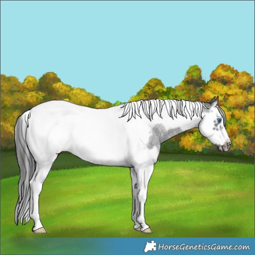 Horse Color:Blue Roan Splash Tobiano Frame Rabicano 
