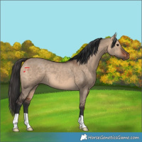 Horse Color:Bay Dun