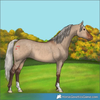 Horse Color:Silver Brown Dun 