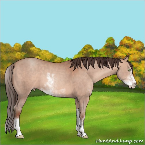 Horse Color:Sable Champagne Sabino 
