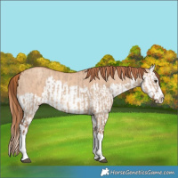 Horse Color:Red Dun Splash  and Gold Champagne Dun Splash 