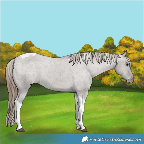 Horse Color:Grullo Tobiano Appaloosa 