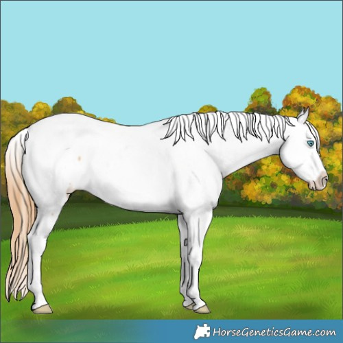 Horse Color:Red Dun Splash Tobiano Appaloosa 