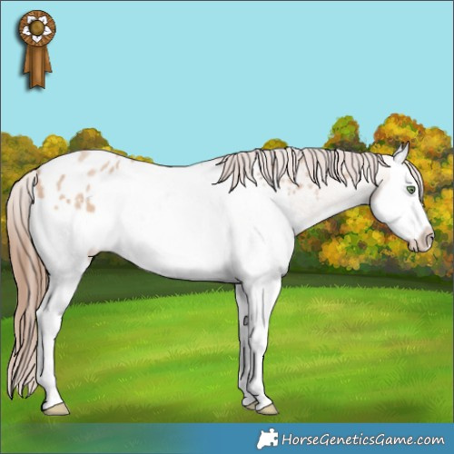 Horse Color:Amber Champagne Roan Splash Appaloosa 