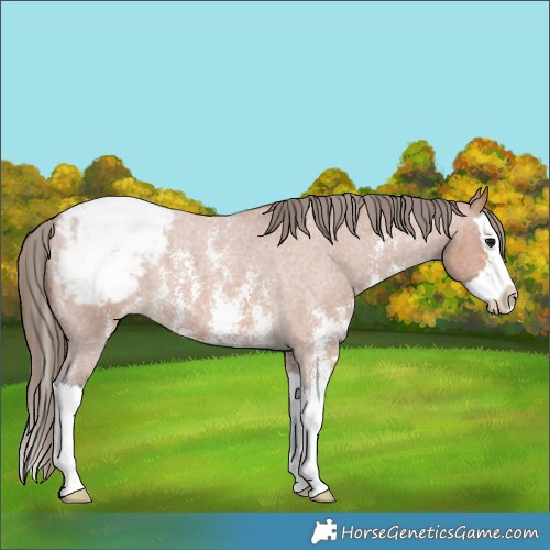 Horse Color:Bay Roan Sabino Splash Appaloosa 