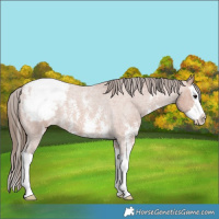 Horse Color:Bay Roan Sabino Splash Snowcap 