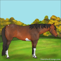 Horse Color:Bay Tobiano 