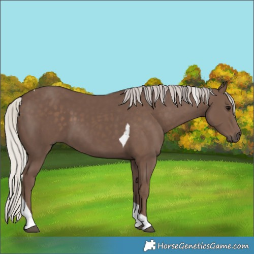 Horse Color:Silver Black Tobiano