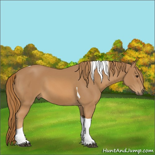 Horse Color:Chestnut Tobiano