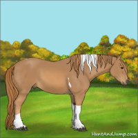 Horse Color:Chestnut Tobiano