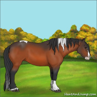 Horse Color:Bay Splash Tobiano 