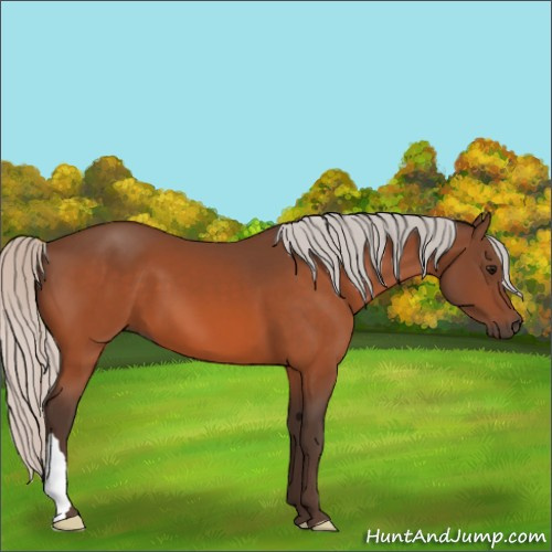 Horse Color:Silver Bay 