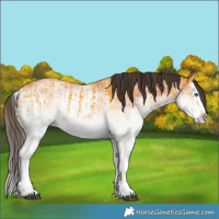 Horse Color:White Spotted Buckskin Splash  and White Spotted Bay Splash 