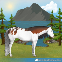Horse Color:Bay Splash Appaloosa 