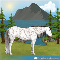 Horse Color:Liver Red Dun Splash Appaloosa 