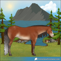 Horse Color:Brown Appaloosa 