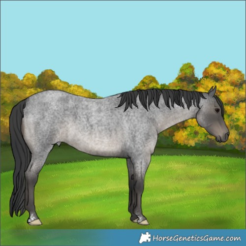 Horse Color:Blue Roan 