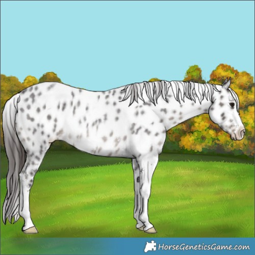 Horse Color:Smoky Blue Roan Sabino Appaloosa Rabicano 