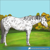 Horse Color:Smoky Blue Roan Sabino Appaloosa Rabicano