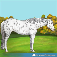 Horse Color:Smoky Blue Roan Sabino Appaloosa Rabicano