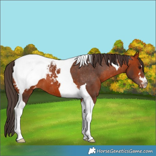 Horse Color:Bay Tobiano Appaloosa 