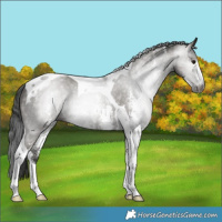 Horse Color:Gray Smoky Grullo Sabino Tobiano Rabicano