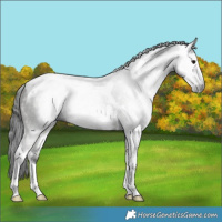 Horse Color:Gray Smoky Grullo Sabino Tobiano Rabicano
