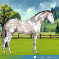 Horse Color:White Spotted Bay Roan Splash 