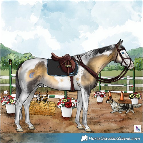 Horse Color:White Spotted Buckskin Onyx Splash Tobiano 