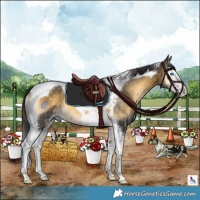 Horse Color:White Spotted Buckskin Onyx Splash Tobiano 