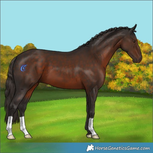 Horse Color:Liver Chestnut 