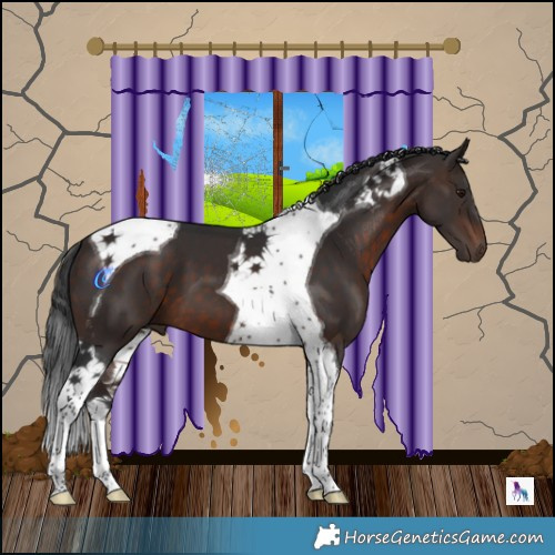 Horse Color:Brown Tobiano 