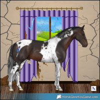 Horse Color:Brown Tobiano 