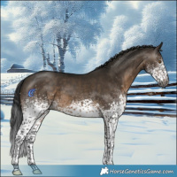 Horse Color:Gray White Spotted Brown Dun Mushroom Rabicano 