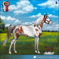 Horse Color:White Spotted Chocolate Bay Splash Tobiano